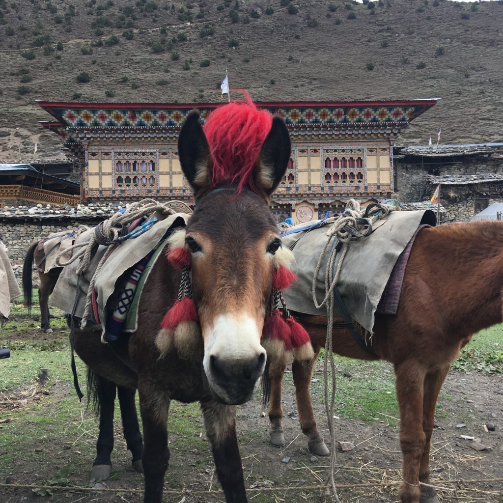 Snowman Trek Bhutan – Our Local Team
